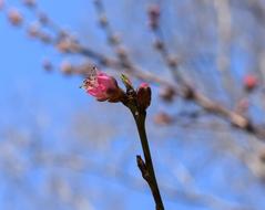 Peach Blossom Bud Opening