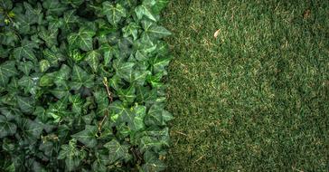 green lawn with willow