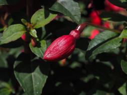 Fuchsia Bud Flower Evening