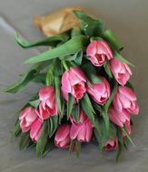 beautiful tulips in the foliage