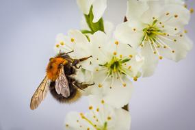 Blossom Bloom Hummel