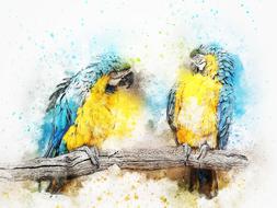 bird parrot color animal art