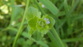 green leaves with grass in the garden