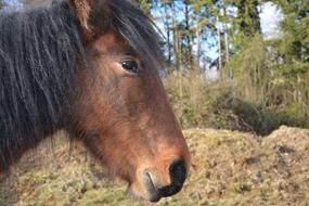 Horse Equines Animal