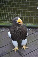 Stellar Sea-Eagle Bird