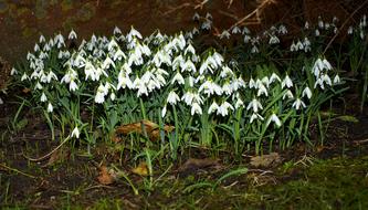 Snowdrop Flowers Spring