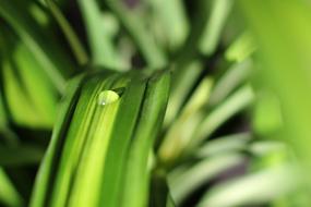 Drop Of Water Plant Drip