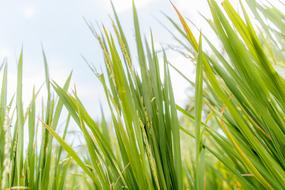 beautiful spring grass