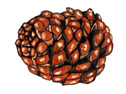 pine cones pine watercolor isolated