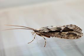 Insect Macro Closeup