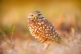 Owl Bird Wildlife