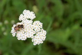 Bee Flower Nature