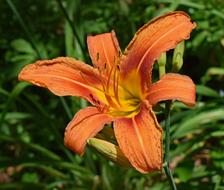 a lonely flower in the green grass