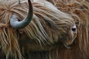 Highland Cow Farm