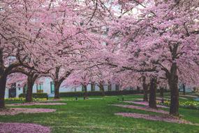 Spring Bloom Blossom