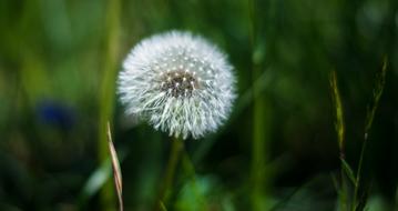 a dandelion on a green stem in the grass