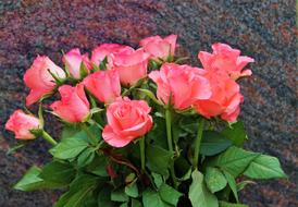 bouquet of roses outside