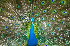 Beautiful Male Peacock Colorful