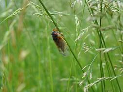 Magicicada Periodical Cicada