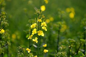 Oilseed Rape Blossom Field Of