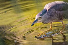 Night Heron Water Pond