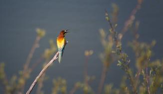 European Bee Eater Bird Colorful