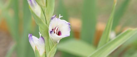 Gladiolus Flower Nature