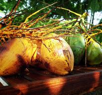 exotic yellow coconut