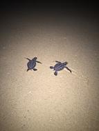 Turtles Sand Beach
