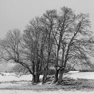 bent trees in the forest