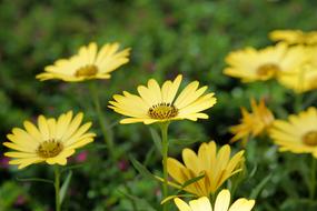 many flowers in the yellow grass