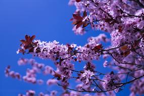 Cherry blossoms on branches against a blue sky