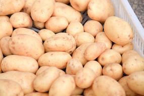 peeled potato harvest