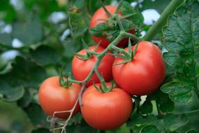 fresh tomato vegetables