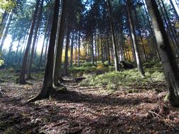 forest thicket background