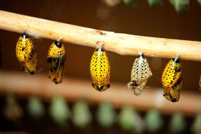 Cocoon Butterfly Insect