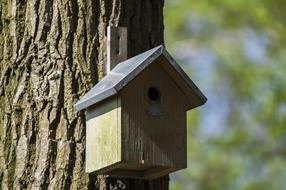little bird house