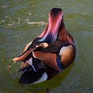 Mandarin Ducks Colorful Nature