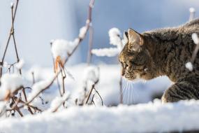 Cat Winter Snow Domestic