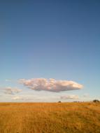 wheat field against a clear sky