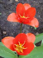 open red tulips in the garden