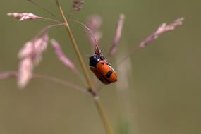 ladybug in the field