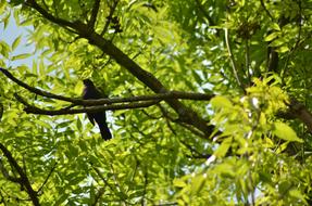 Bird Tree Green