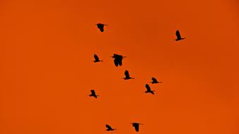 Swarm Flock Birds Migratory