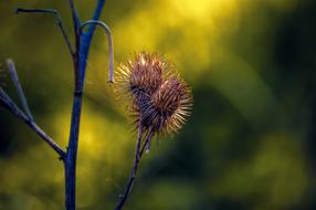 Nature Spring Closeup