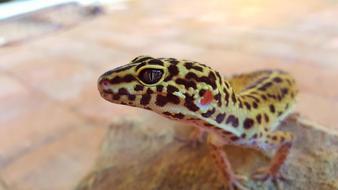 Leopard Gecko Eye macro