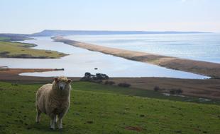 Sheep Animal In Field