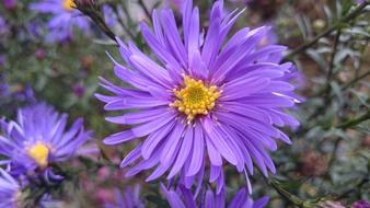 Flower Purple