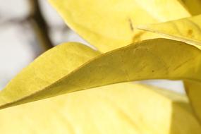 Leaves Nature Green