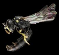 Bee Insect Macro Close